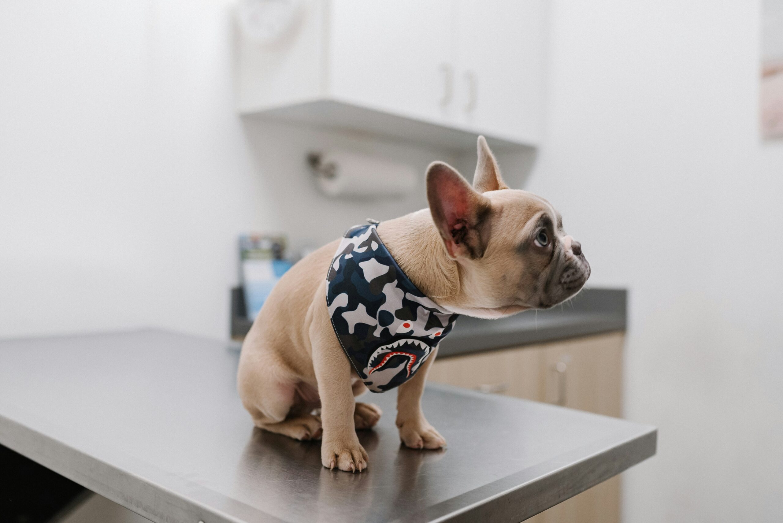 best dog boarding Dubai